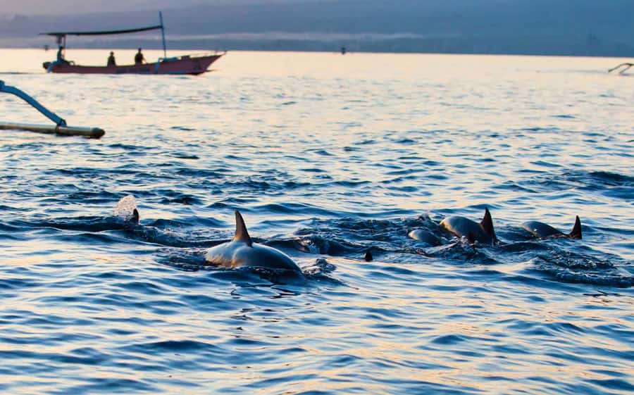 Bali: Lovina dolphin adventure with breakfast and snorkling. - The tow-in-water dolphin swim