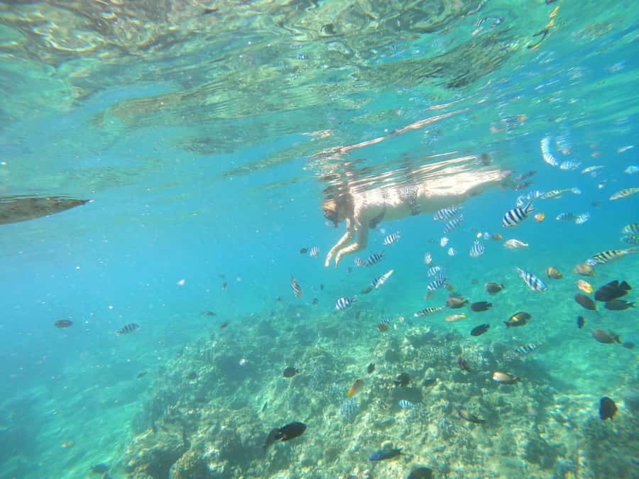 Bali: Lovina dolphin adventure with breakfast and snorkling. - Who will enjoy this most