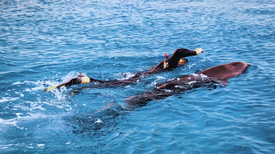 Bali/Lovina: Dolphin Snorkeling, Swimming & Waterfall Tour - The boat plank is not ordinary swimming