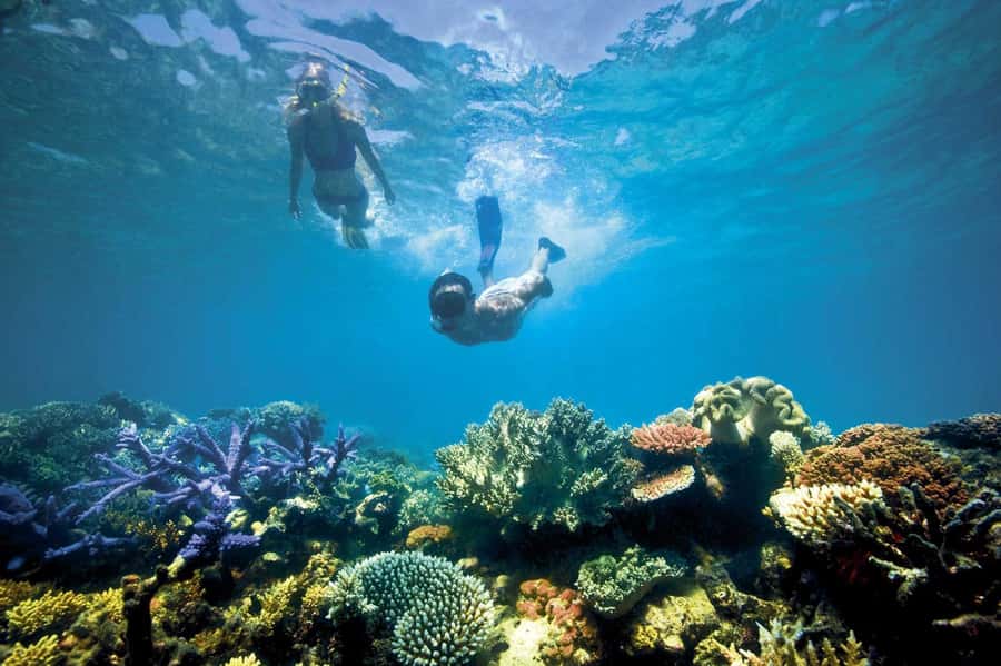Bali/Lovina: Dolphin Snorkeling, Swimming & Waterfall Tour - Comparing the tour choices and the price