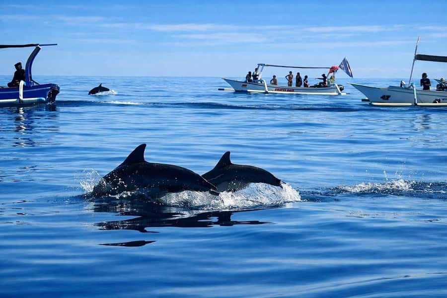 Bali/Lovina: Guided Dolphin Watching & Sunrise Boat Snorkel - Key points at a glance