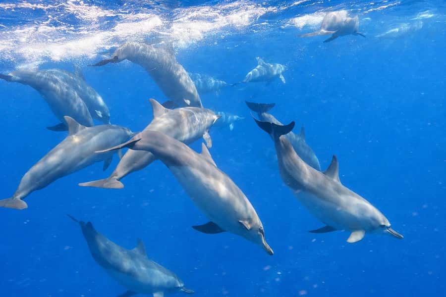 Bali/Lovina: Guided Dolphin Watching & Sunrise Boat Snorkel - Snorkeling at Lovina’s coral reef