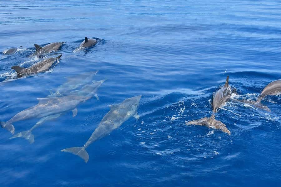 Bali/Lovina: Guided Dolphin Watching & Sunrise Boat Snorkel - The long drive from southern Bali