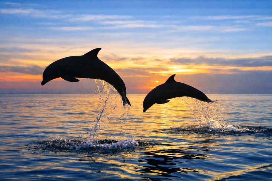 Bali/Lovina: Guided Dolphin Watching & Sunrise Boat Snorkel - Comfort, safety, and animal care
