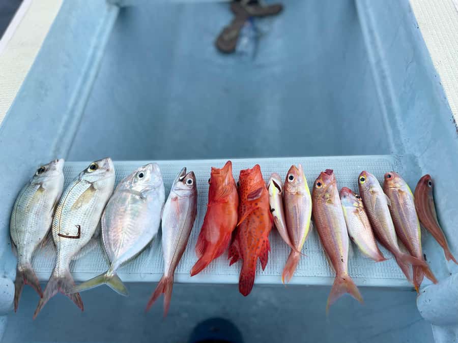 Bali/Lovina: Private Fishing Tour with Snorkeling Option - Fishing with hand lines near Lovina