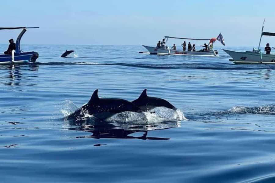 Bali: Lovina Swimming With Dolphine & Snorkeling Tour - Optional swimming with dolphins
