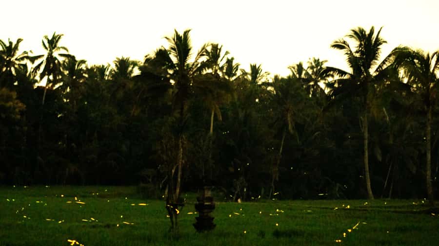Bali: Magical Fireflies Tour in Taro Village with Dinner - Why the firefly moment works so well