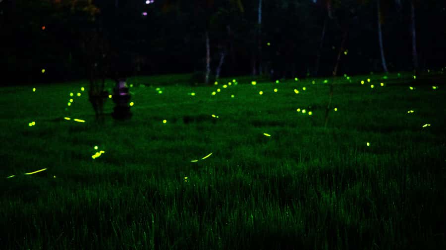 Bali: Magical Fireflies Tour in Taro Village with Dinner - A gentle walk through Delodsema Village