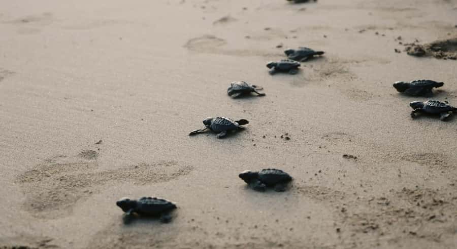 Bali: Melasti Beach, GWK Cultural park, Kecak, Turtle Island - What the $30 price really covers