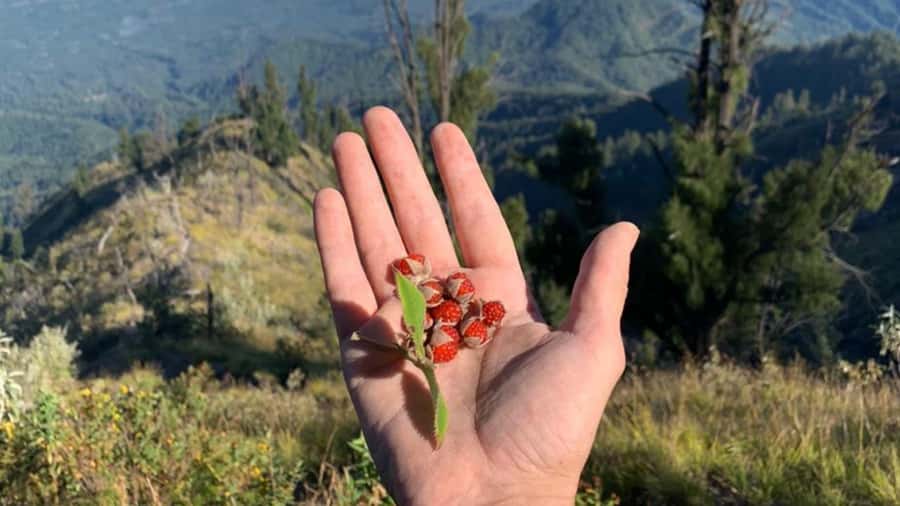Bali: Mount Agung Sunrise Trekking Tour with Hotel Pickup - Booking advice for weather and timing