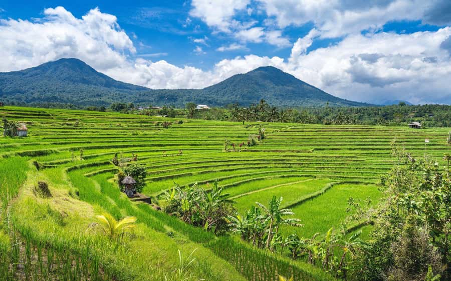 Bali: North Highlights Private Full-Day Customized Tour - Ulun Danu, Brahmavihara Arama, and North Bali’s Quiet Side