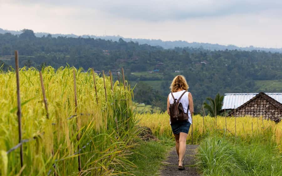 Bali: North Highlights Private Full-Day Customized Tour - Banjar Hot Springs and Jatiluwih Rice Terraces