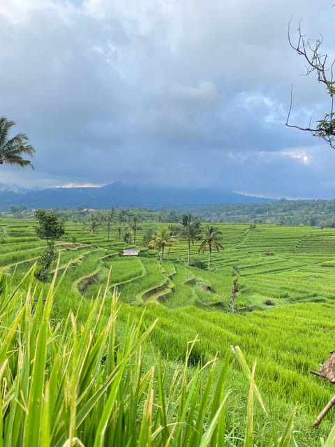 Bali Northern Trip : Majestic Waterfall Tour - Who should book this northern Bali day