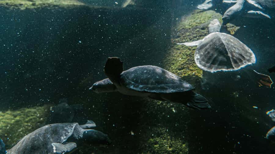 Bali/Nusa Dua: Snorkeling, Glass Boat Ride & Turtle Center - Key points to know before booking