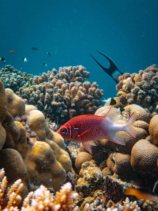 Bali/Nusa Dua: Snorkeling, Glass Boat Ride & Turtle Center - Visiting Turtle Island and its basic care center