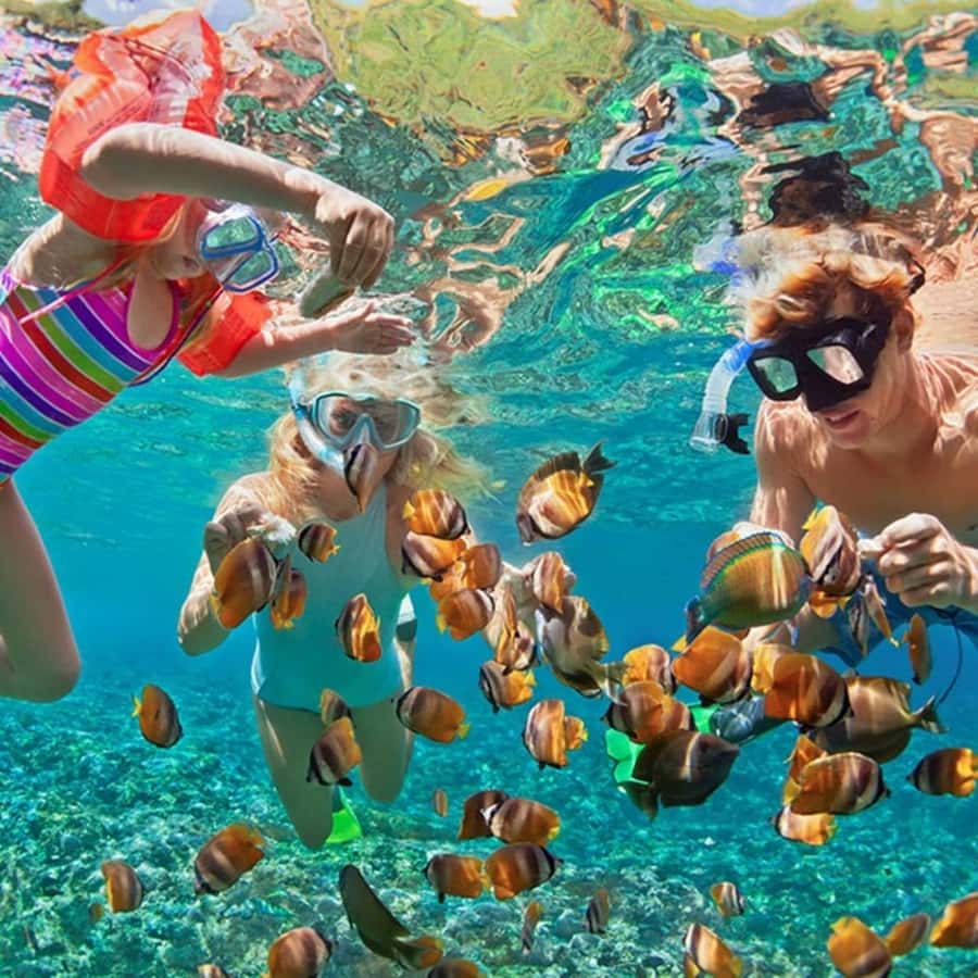 Bali/Nusa Dua: Snorkeling, Glass Boat Ride & Turtle Center - Who will enjoy it most