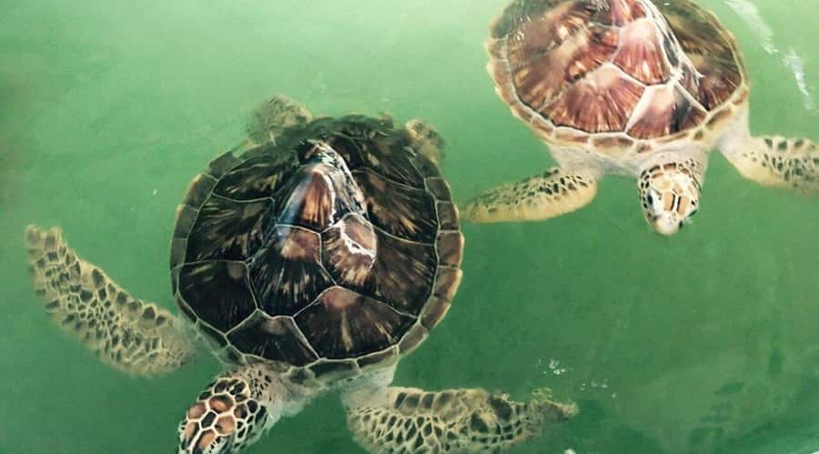 Bali/Nusa Dua: Snorkeling, Glass Boat Ride & Turtle Center - What to pack and how to prepare