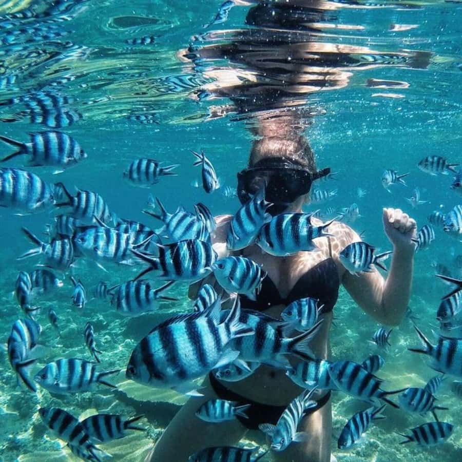 Bali/Nusa Dua: Snorkeling, Glass Boat Ride & Turtle Center - Starting at Padawa Watersport