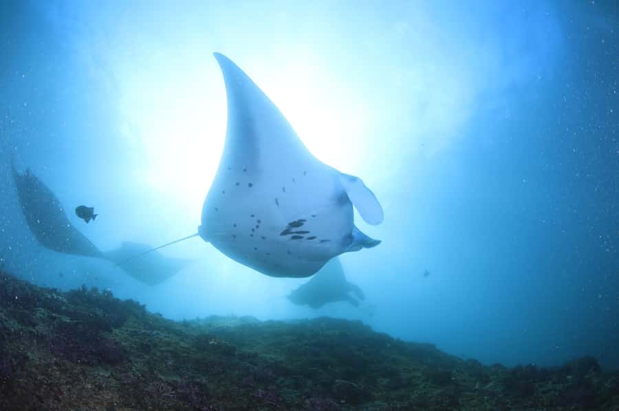 Bali/Nusa Penida: 3 Fun Dives to Manta Point, Mola & Reef - What this Nusa Penida day trip is really about