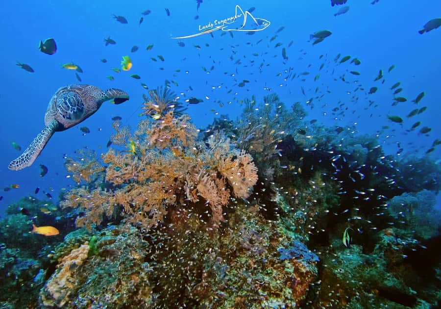 Bali/Nusa Penida: 3 Fun Dives to Manta Point, Mola & Reef - The Sanur harbor crossing takes patience