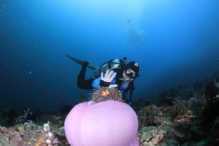 Bali/Nusa Penida: 3 Fun Dives to Manta Point, Mola & Reef - Crystal Bay and the seasonal mola-mola question