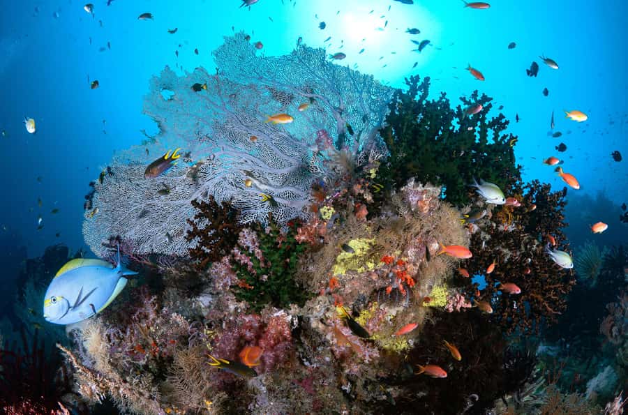 Bali/Nusa Penida: 3 Fun Dives to Manta Point, Mola & Reef - Is $197 good value?