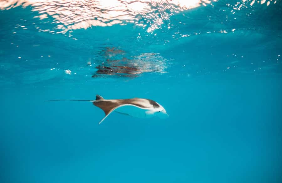 Bali/Nusa Penida: Manta Point Snorkel Boat & West Coast Tour - Who should book this Nusa Penida day?