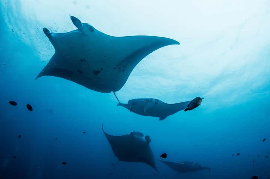 Bali/Nusa Penida: Manta Point Snorkel Boat & West Coast Tour - Why the manta encounter makes this day special