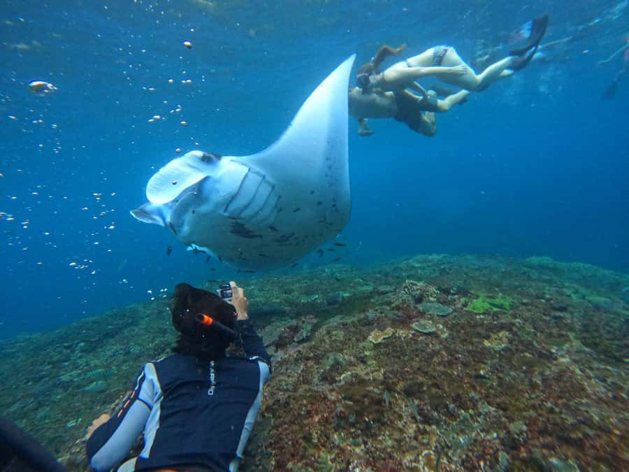 Bali: Nusa Penida Tour with Lunch & Manta Point Snorkeling - Snorkeling from Banjar Nyuh Harbour
