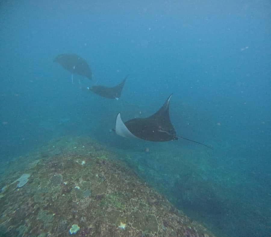 Bali: Nusa Penida Tour with Lunch & Manta Point Snorkeling - Kelingking Beach and the famous T-Rex view