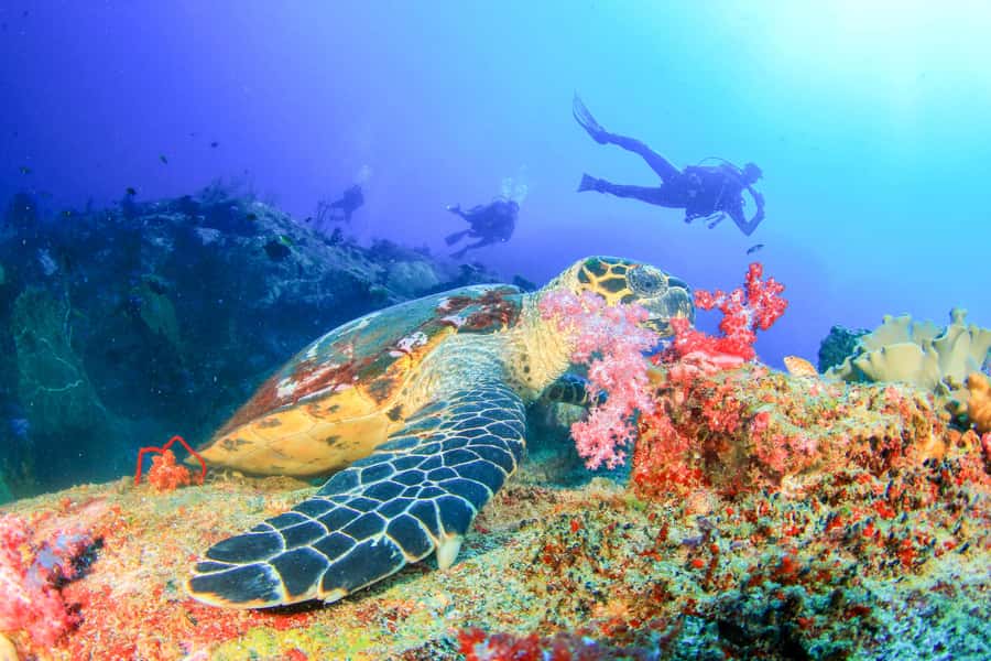 Bali: Padangbai Blue Lagoon Beginner's Dive Experience - Key points to know before booking