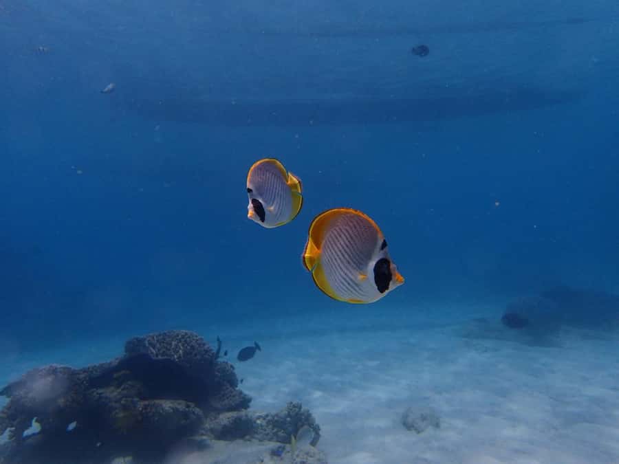 Bali: Padangbai Blue Lagoon Scuba Diving Private Tour - Key points to know before booking