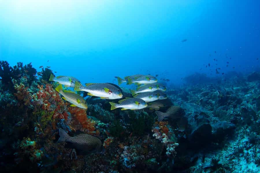 Bali: Padangbai Blue Lagoon Scuba Diving Private Tour - Why Padangbai makes a good full-day outing