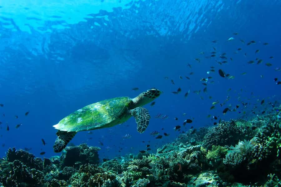 Bali: Padangbai Blue Lagoon Scuba Diving Private Tour - First session at the Drop Off wall