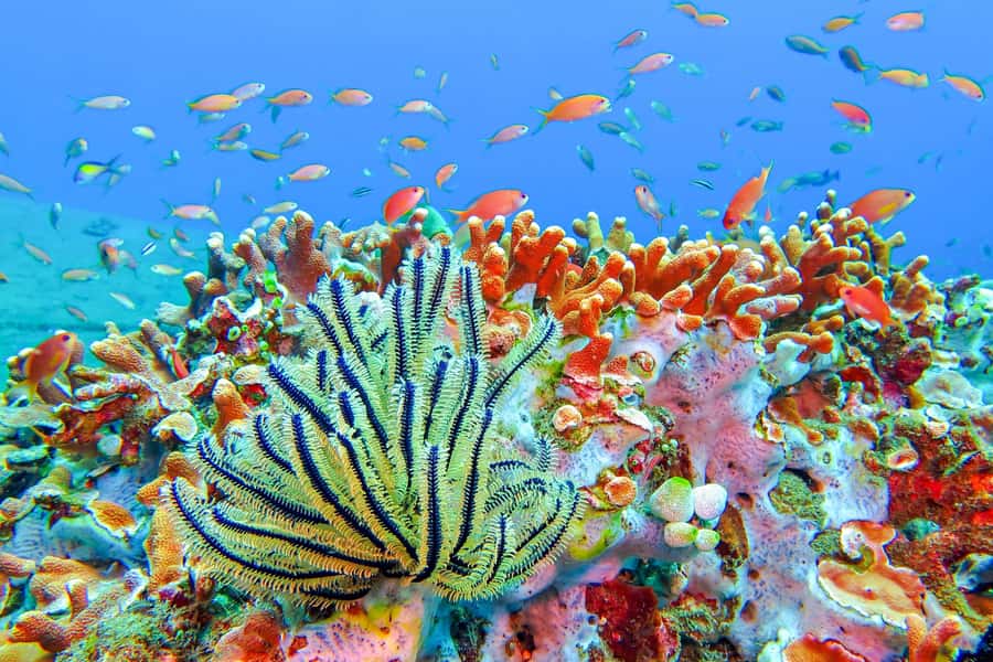 Bali: Padangbai Blue Lagoon Snorkeling Day Trip - What this Padangbai snorkeling day is really like