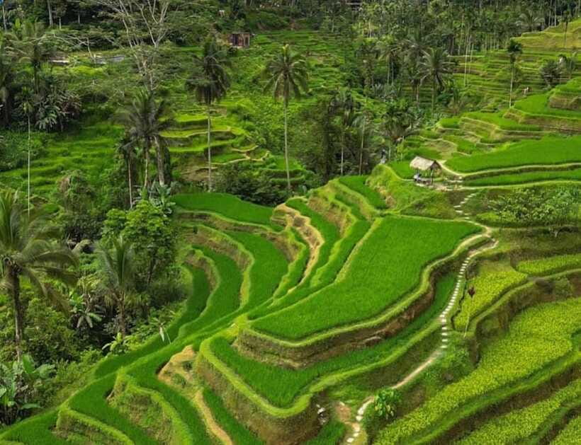 Bali: Penglipuran Village, Rice Terrace & Waterfall Tour - Tegalalang Rice Terrace, beauty with a busy edge