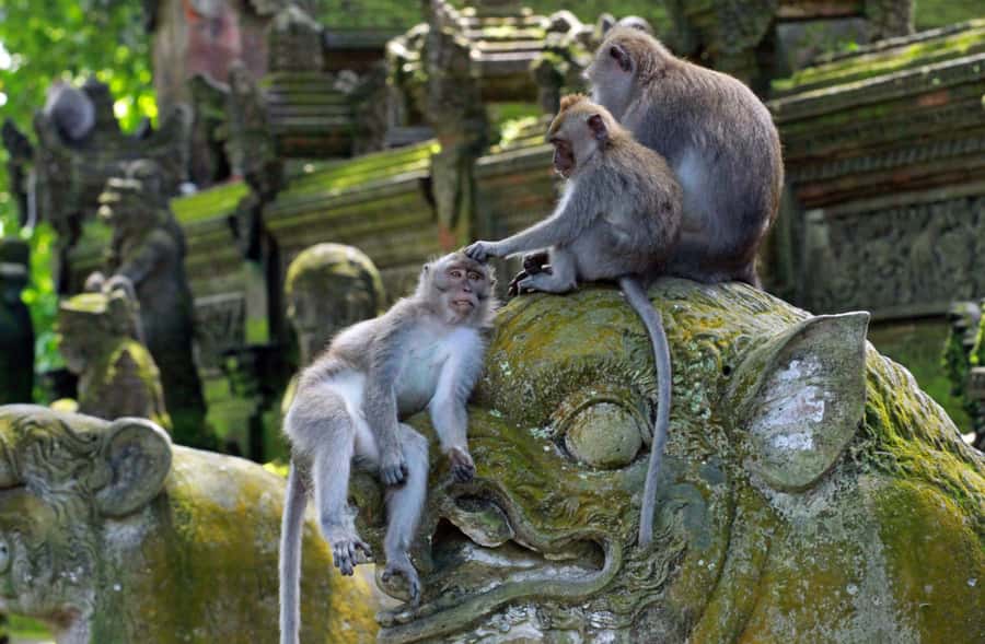 Bali: Penglipuran Village, Rice Terrace & Waterfall Tour - Monkey Forest, fun but not carefree