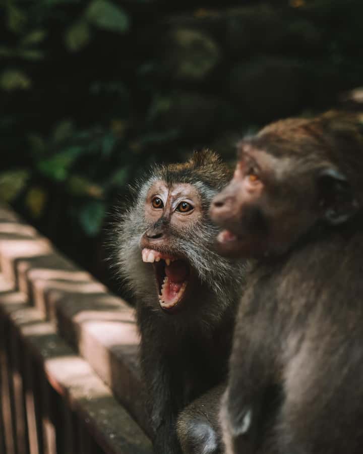 Bali: Private Customize Tour - The UNESCO route: rice terraces, temple, waterfall, and monkeys