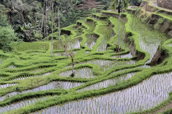 Bali Private Driver and Car for Customize Tours - Temples and the western coast