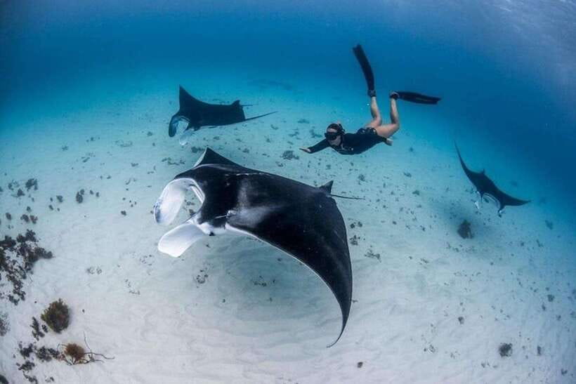 Bali: Private Snorkeling at Manta Point Nusa Penida - Why Manta Point is the main event