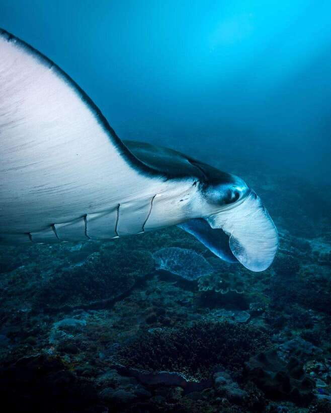 Bali: Private Snorkeling at Manta Point Nusa Penida - Who will enjoy this trip most