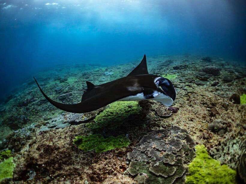 Bali: Private Snorkeling at Manta Point Nusa Penida - What the private format is really worth