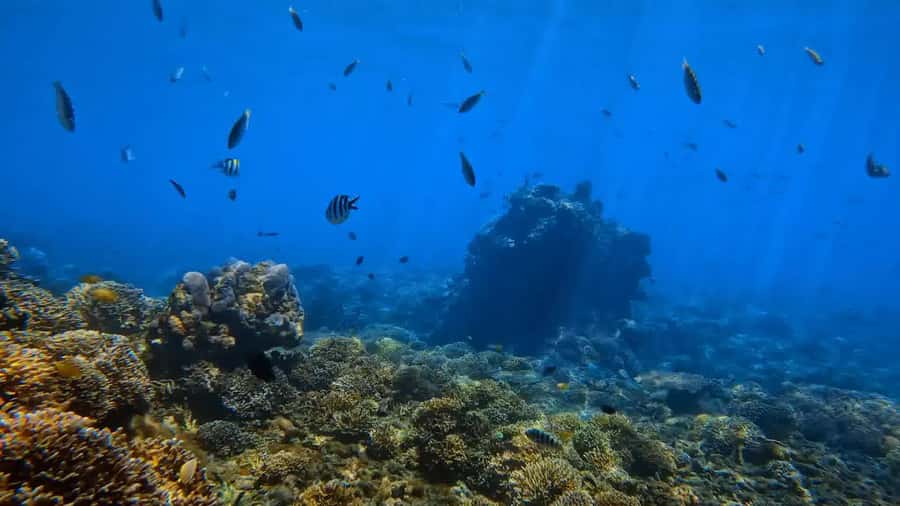 Bali: Private Snorkeling Trip to Blue Lagoon & Tanjung Jepun - Key points to know before booking