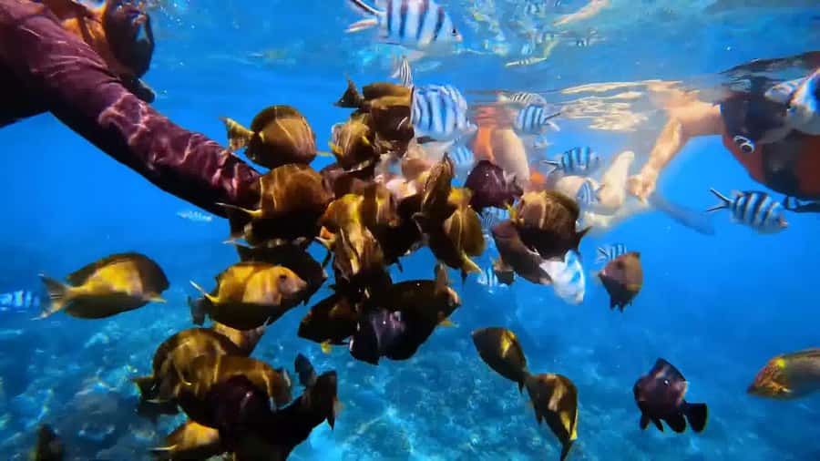 Bali: Private Snorkeling Trip to Blue Lagoon & Tanjung Jepun - A short boat ride from Blue Lagoon Snorkeling