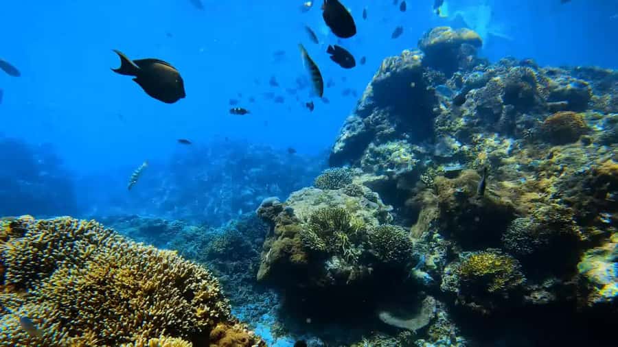 Bali: Private Snorkeling Trip to Blue Lagoon & Tanjung Jepun - Blue Lagoon: a second chance for coral and sea life
