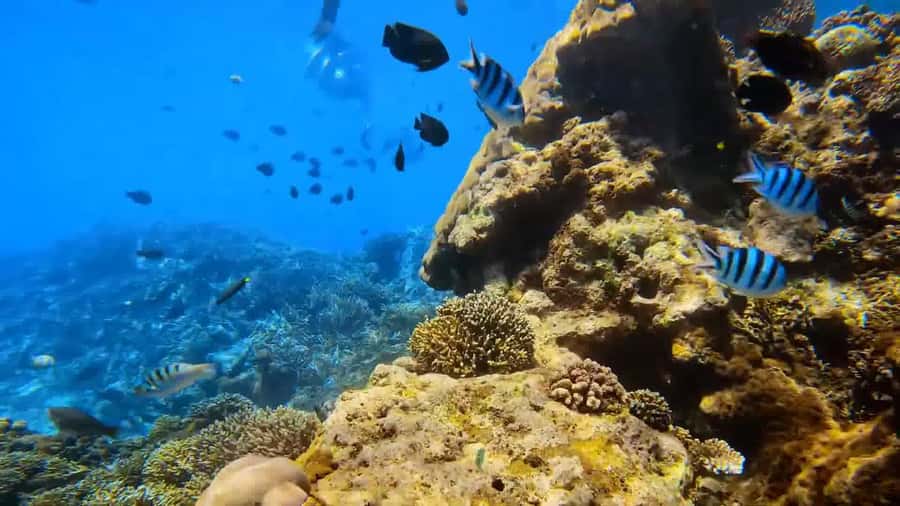 Bali: Private Snorkeling Trip to Blue Lagoon & Tanjung Jepun - What is included for $22