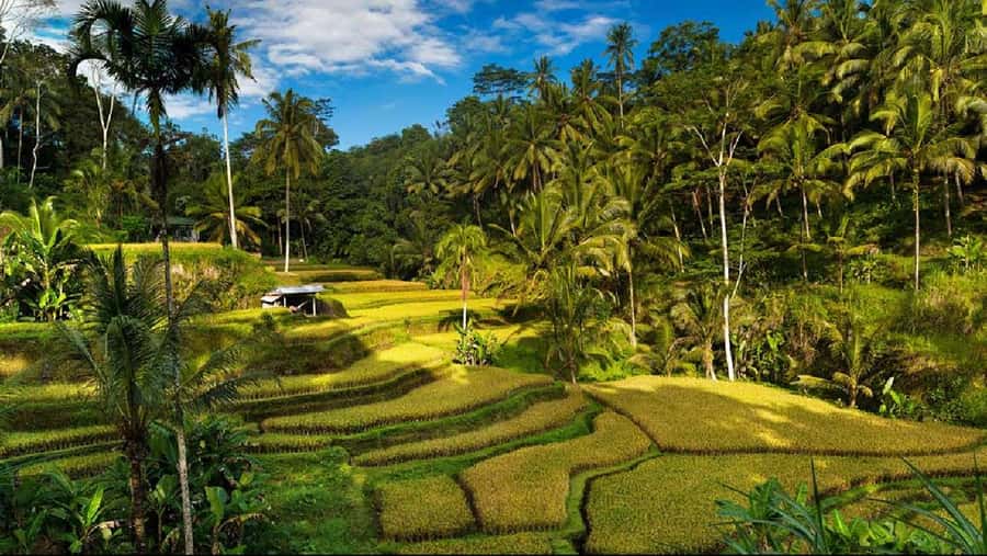 Bali: Private Ubud Highlights Tour with Customized Tour - Key points to know before booking