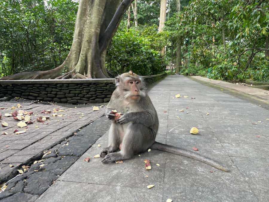 Bali: Private Ubud Highlights Tour with Customized Tour - Ubud and Kintamani in one long day
