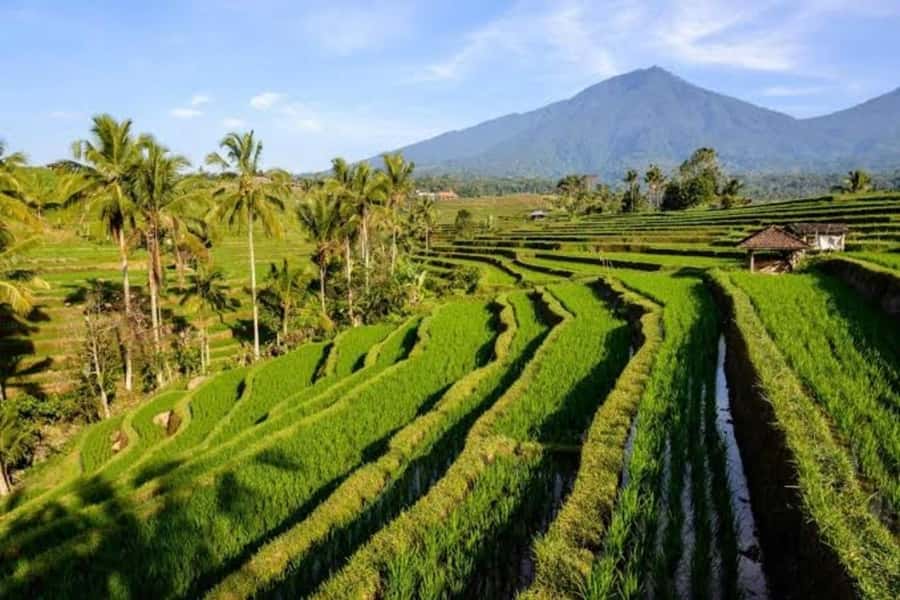 Bali: Private UNESCO World Heritage Sites Tour - At a glance: what makes this day worthwhile