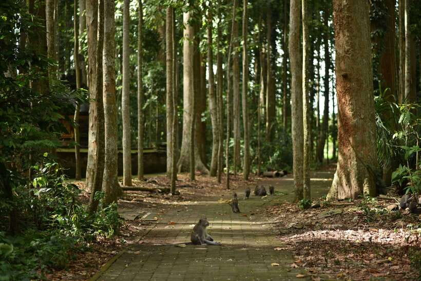 Bali: Purification Ritual at Taman Beji Griya - The coffee plantation is a pleasant extra, not a core stop